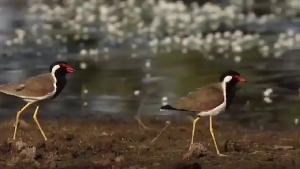 Wildlife in closer view with a natural perspective.