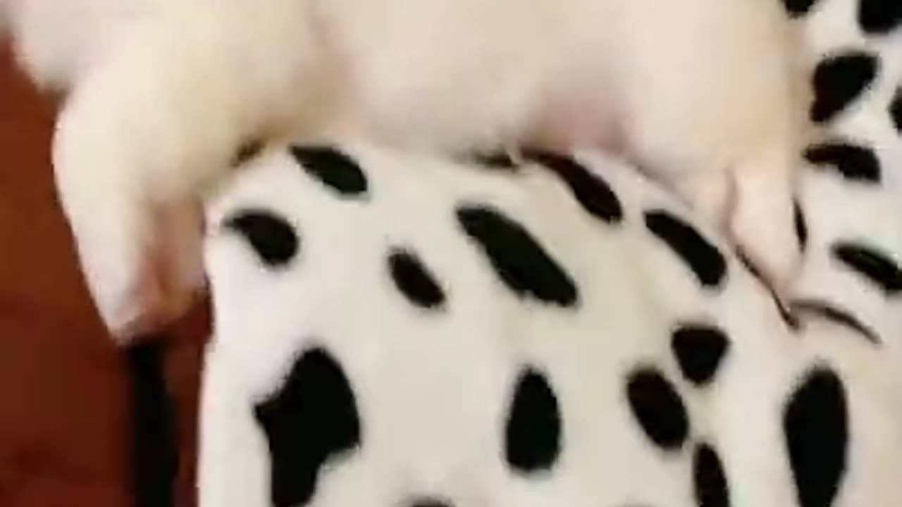 Cute&Funny puppy video