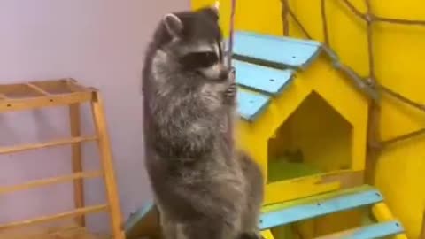 Raccoon