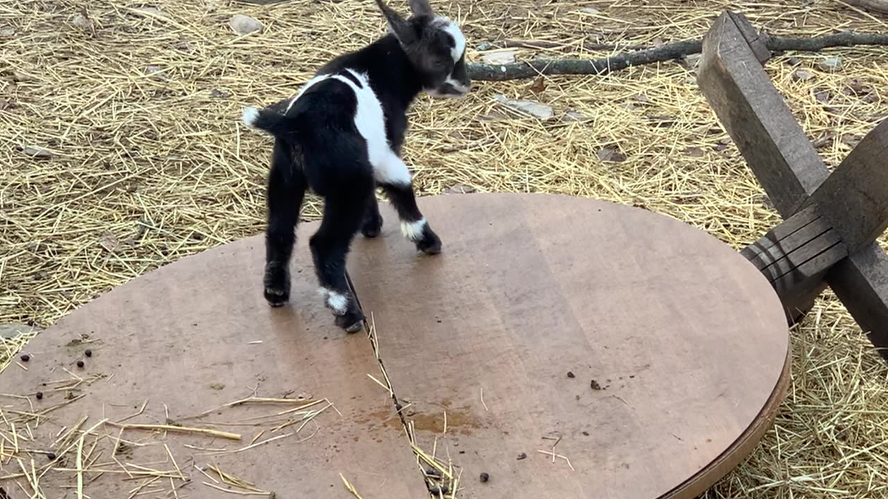 New goat kids