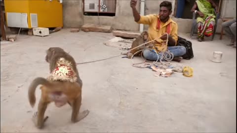 Funny Monkey🐒🐵😍 drama🎭