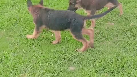 German shepherd puppies