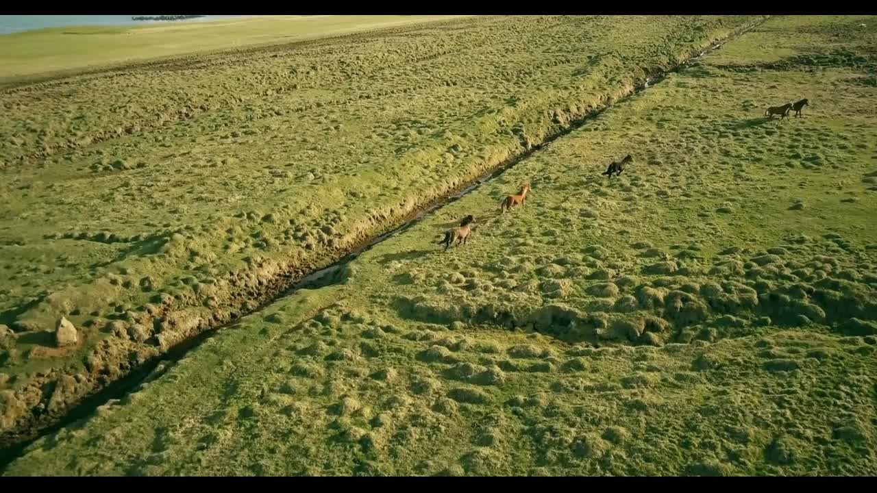 Aerial view of the herd of horses walking on the lava field in Iceland near the sea