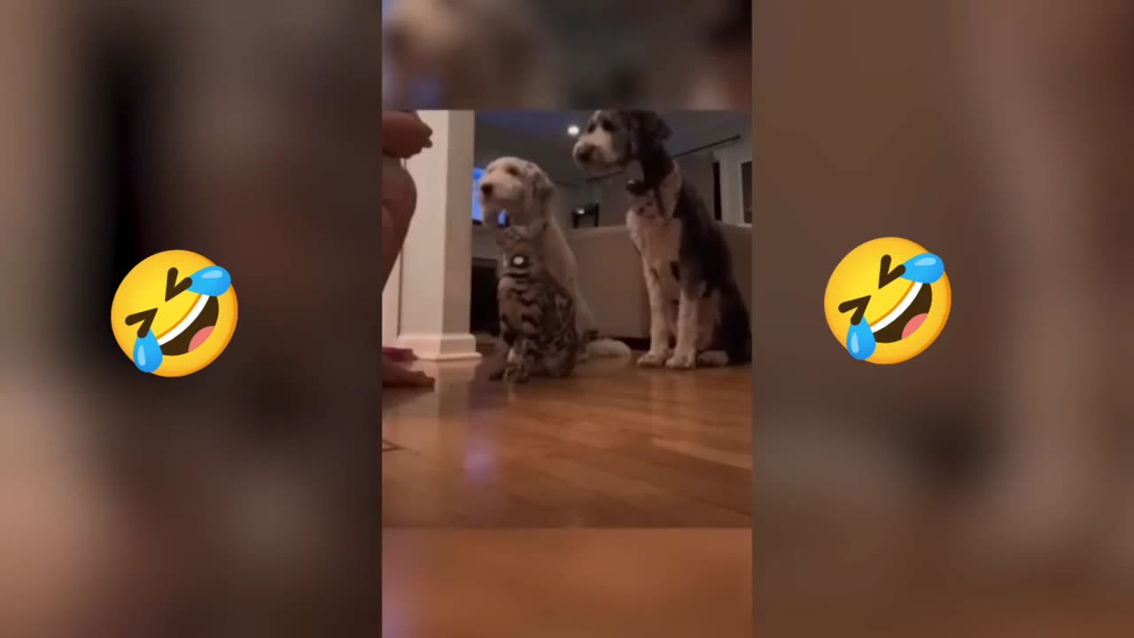 Funny cat moments 🤣😺😹🤣🤣
