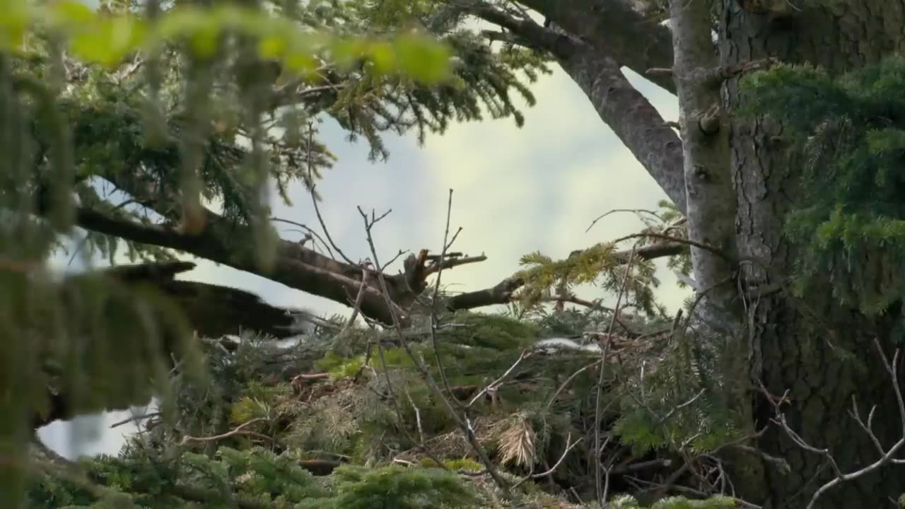 The Golden Eagle | Master of the Sky