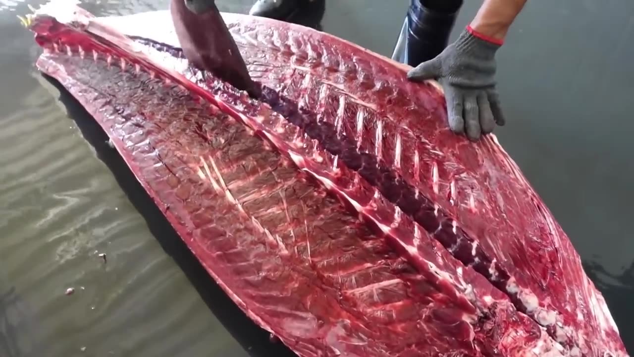 Largest Tuna Fish Cutting Videos