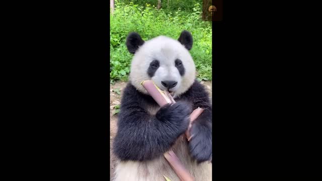 Panda Eating bamboo..