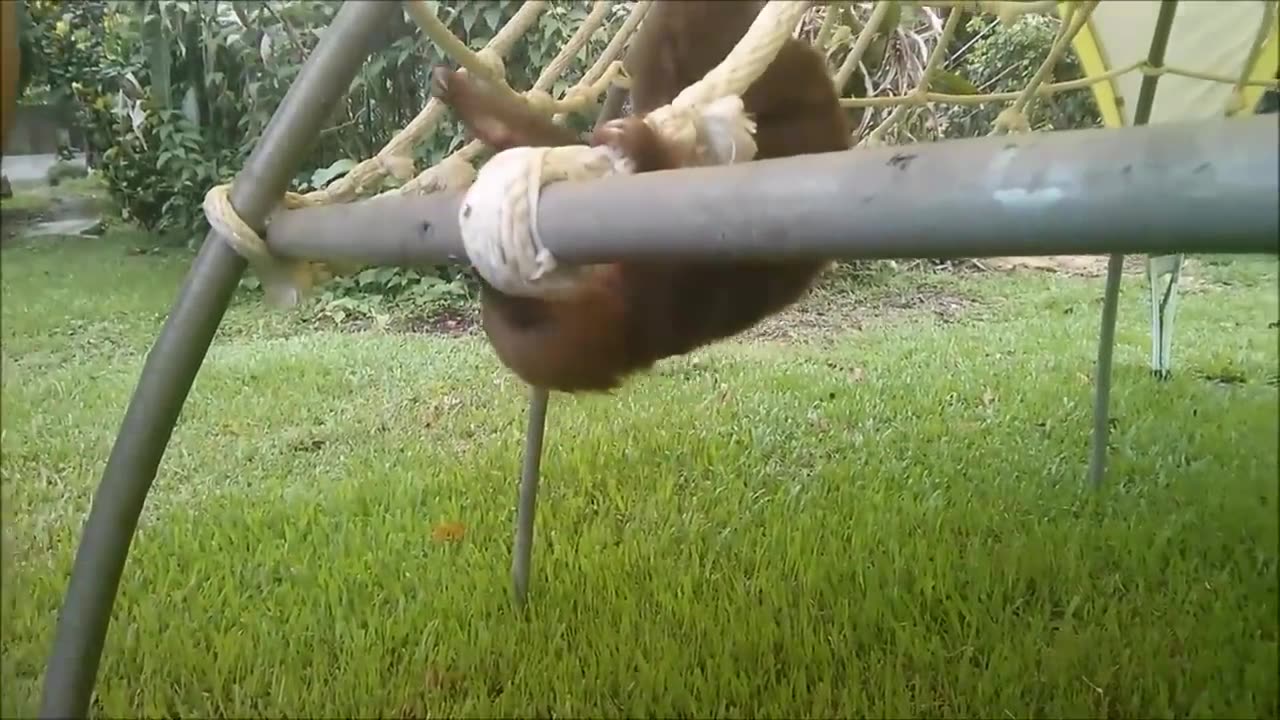 Sloths being sloths