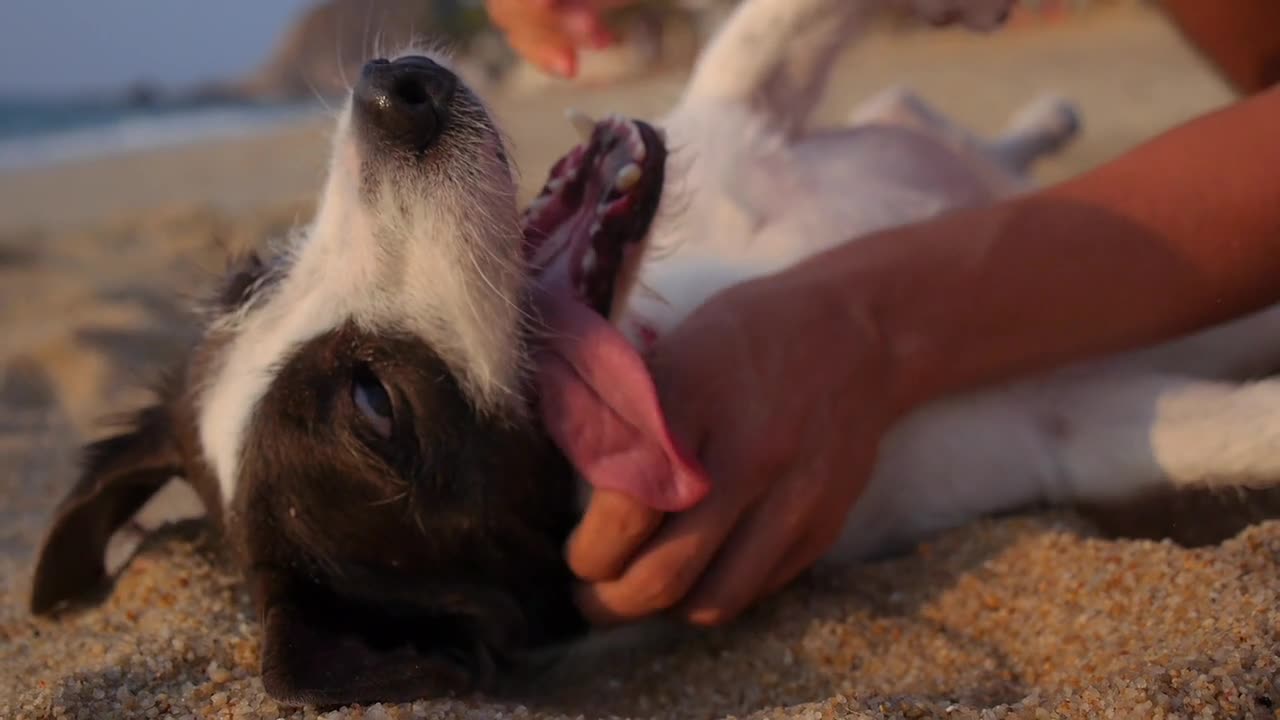 Man playing with Best Friend