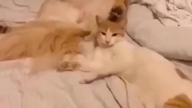 THESE CATS ARE DIFFERENT