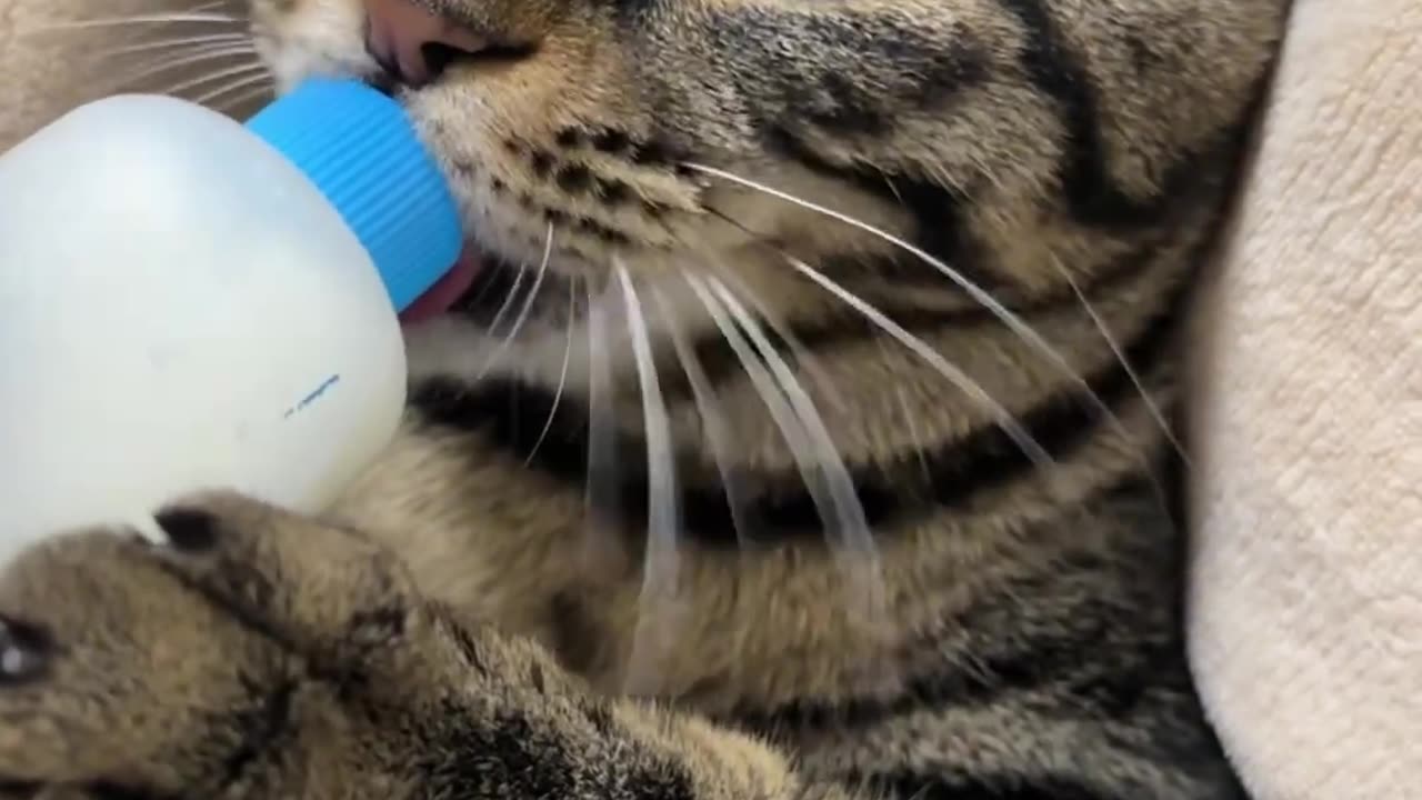 funny cat video try not to laugh