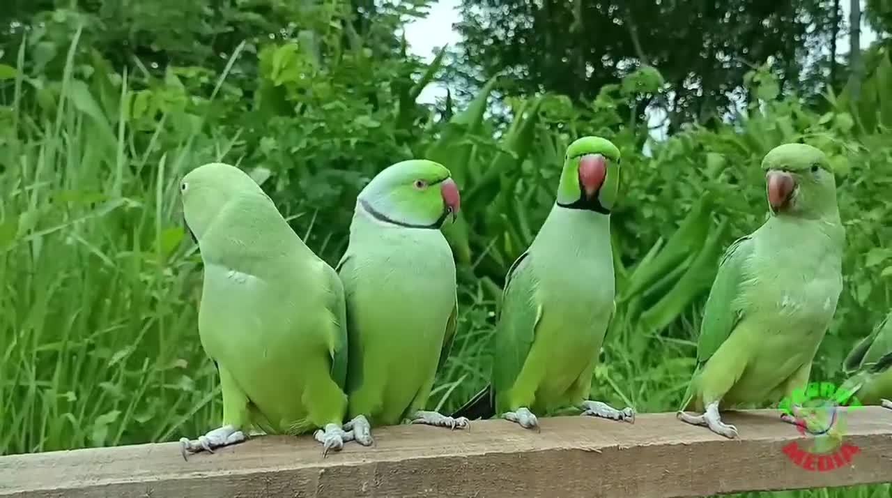 Parrot Nature Videop3