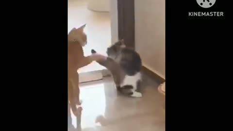 cat &dog ..Funy..Fight never cant see this