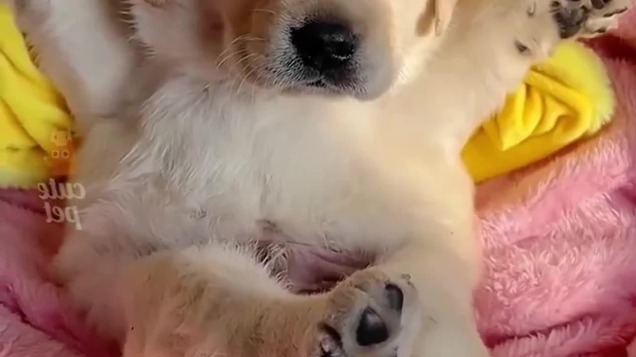 Funny dog puppies in the world 😂😂 funniest puppies