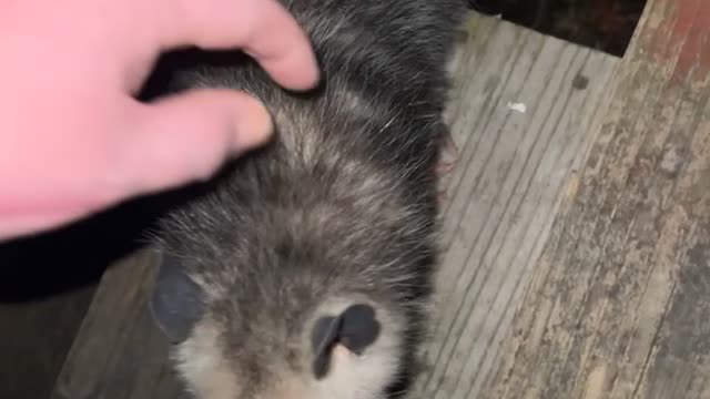 Alabama Man Befriends a Possum