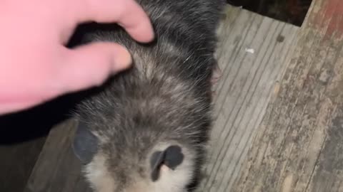 Alabama Man Befriends a Possum