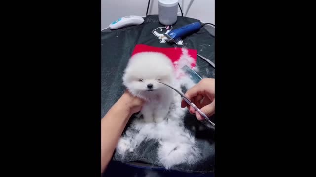 Best funny animals #2