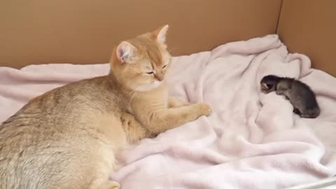 Looking back at the mother cat holding a kitten in her mouth