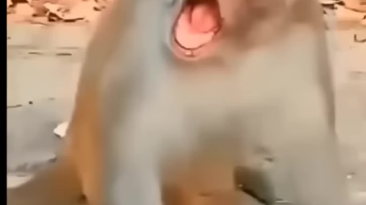 funny-baby-video-‍-️-comedy-funnymonkey-_7