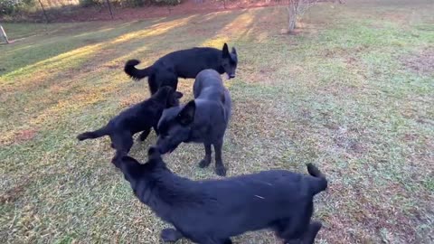 Saturday morning with 7 Black German Shepherds