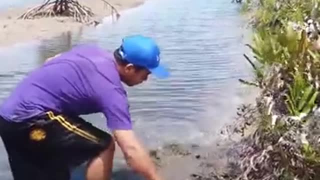 Catching giant mud crab