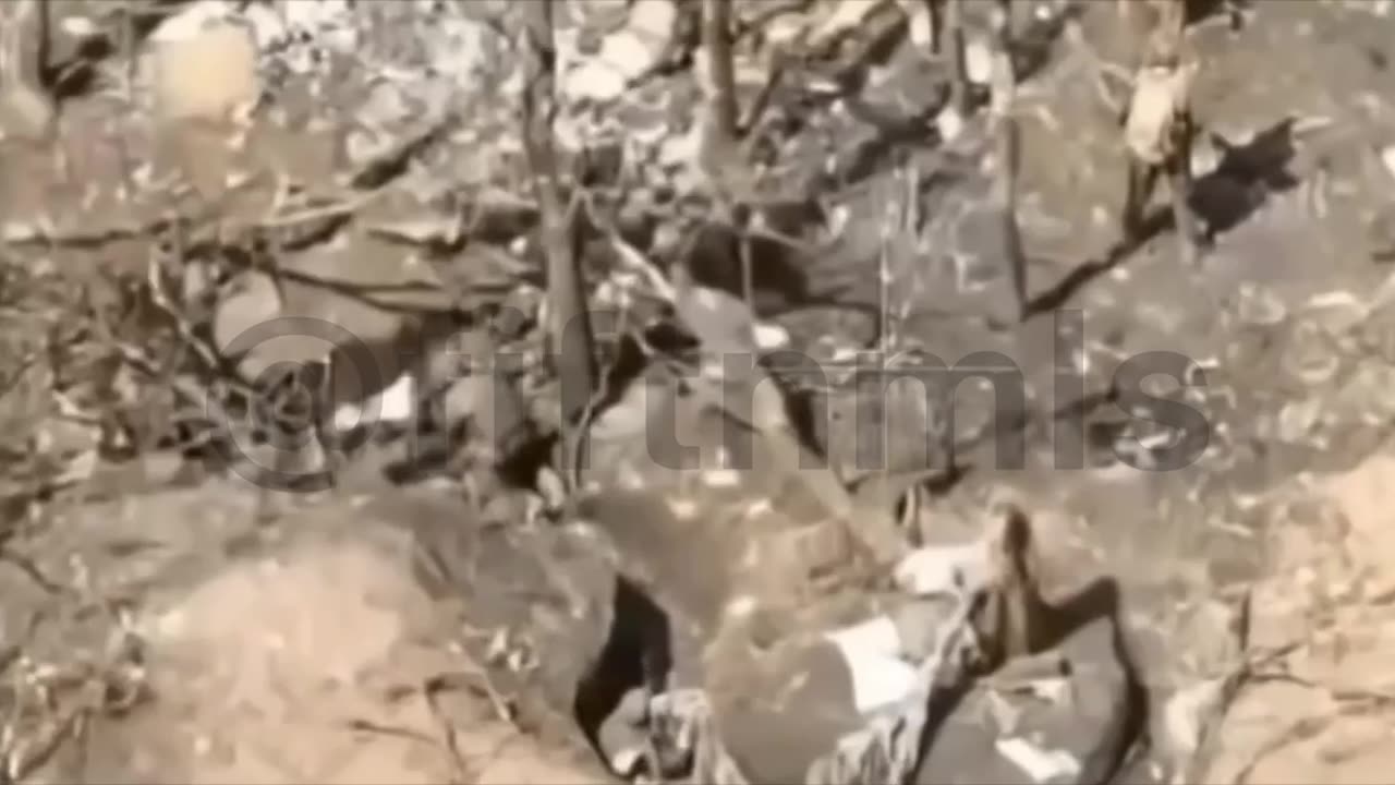 Ukrainian Troops surrender