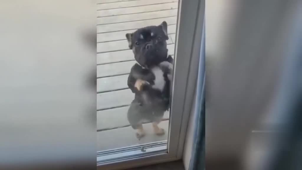 Amazing Dog Dance