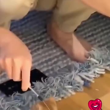 mother cat reaction to owner playing with kitten #shorts