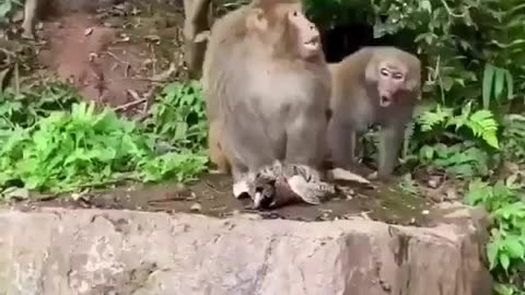 a bird that eats monkey food