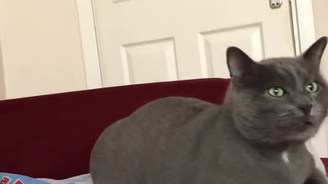 Kendi kendine konuΕan tospik kedi duman π€£π€£π€£ππππππ