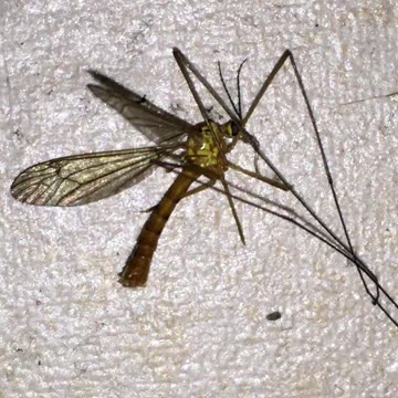 Mosquito or Machine 2