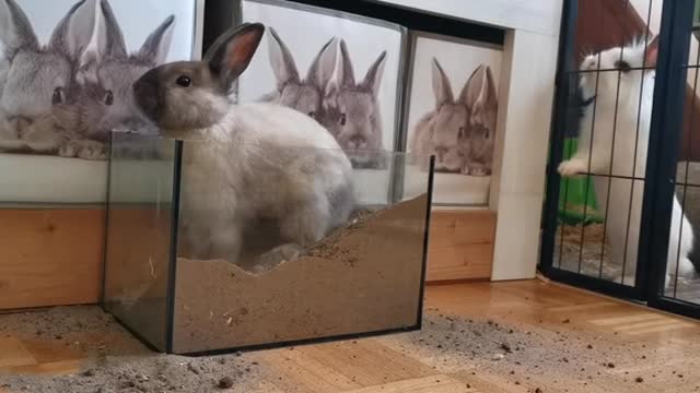 Rabbit kisses it's girlfriend أرنب يقبل صديقته