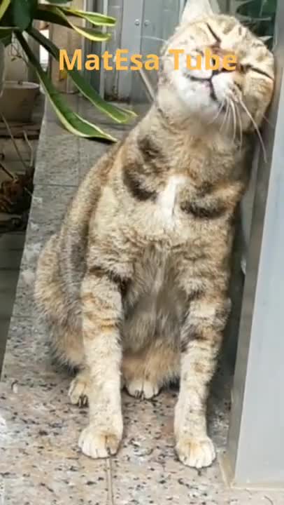 Funny Cat Wants To Scratch And Rub#Shorts