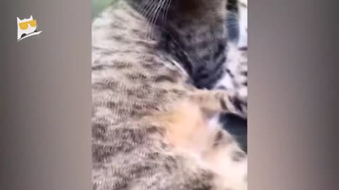 1 Hour of Funniest Animals 2023 - Funniest Cats and Dogs 😹🐶