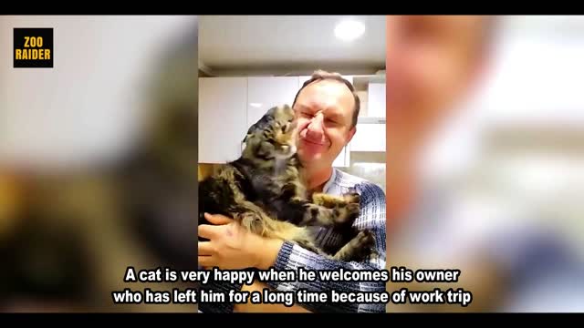 Cat Getting Reunited With The Owner