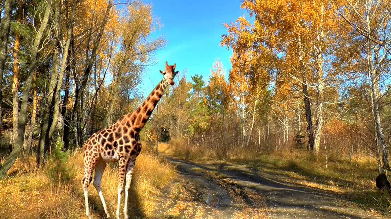 Animals landscape nature