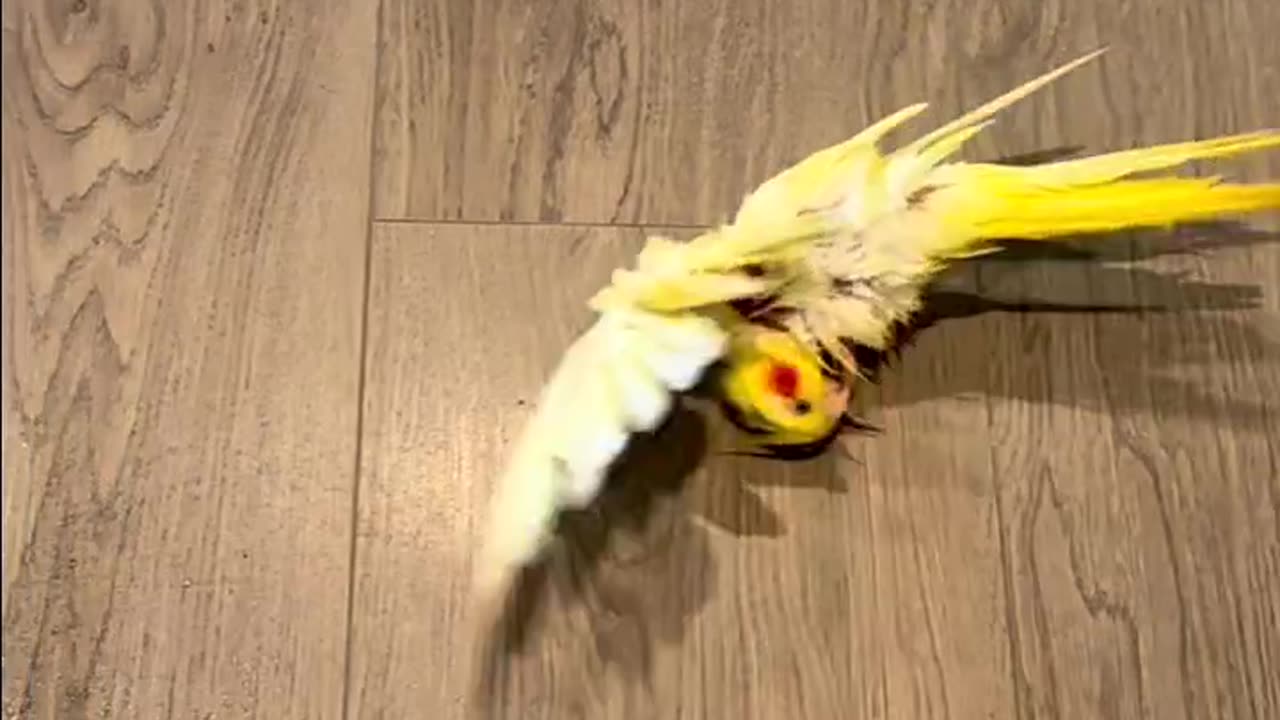 Funny parrot |cockatiel parrot | Funny birds | Funny animals