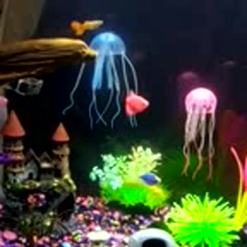 Fishies tank