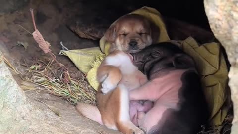 Beautiful dog and pig sleeping 😂😂.