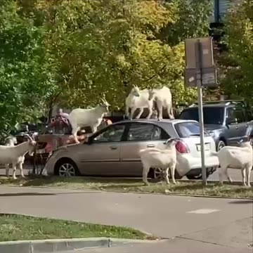 🐐 Right now I wish I could be so free and jump on the hoods of other people’s cars