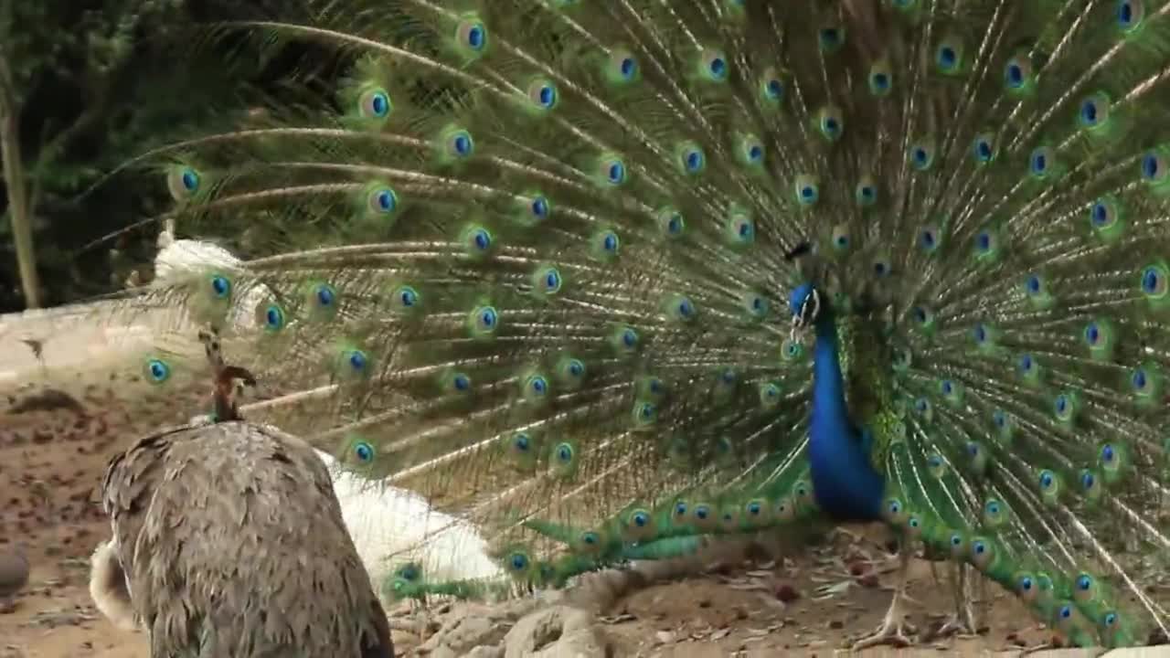 The peacock in full bloom