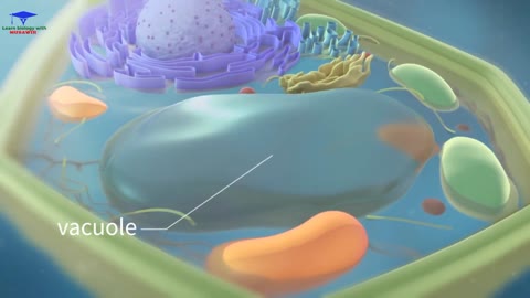 The plant cell structure and function Biology video