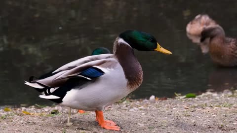 Beautiful Duck - duckling in the pond - duck quac.Duck#animals #viral #cute #duck#Hash#amazing