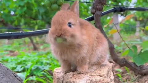 The little rabbit loves to eat grapes