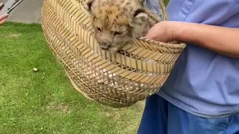 The little lion