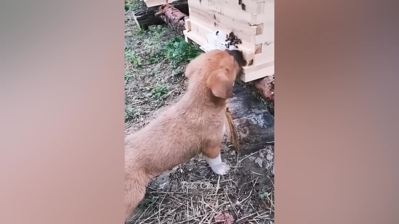 Funniest Animals 2023 😂 Funny Cats and Dogs Videos 😺🐶 very funny