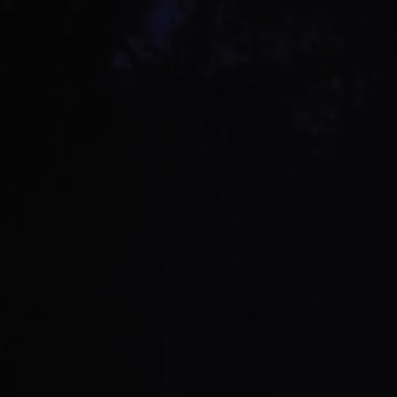 Coyotes in the Woods at Night