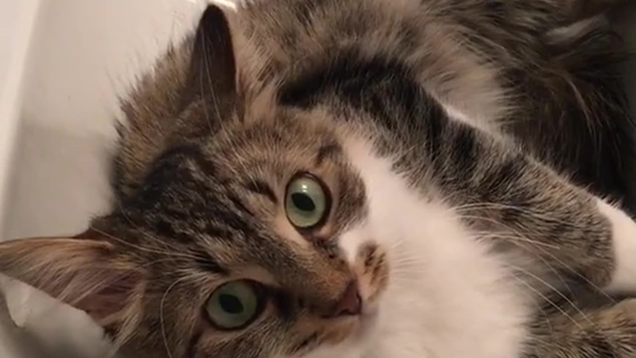 Old video Tinker loved going into the sink