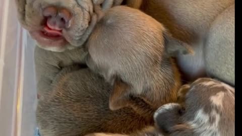 The mother dog is feeding her baby
