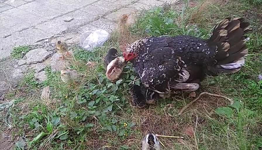 Cute Chicks At My Yard